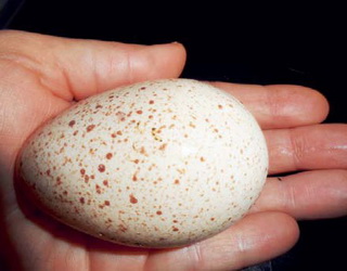 Інкубаційні індичі яйця небажано охолоджувати до температури нижчої за +8 °С